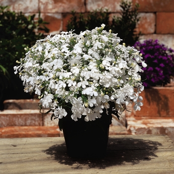 Lobelia erinus - Lobelia 'Riviera White'