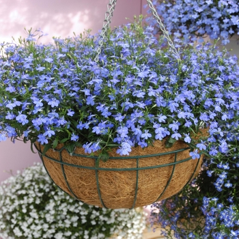 Lobelia erinus - Lobelia 'Waterfall Azure'