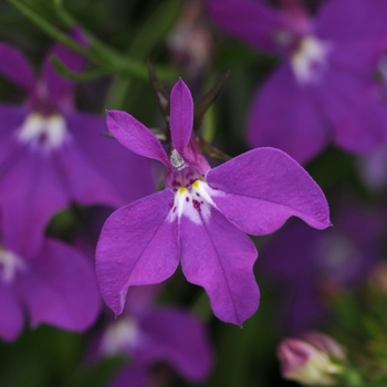 Lobelia erinus - Lobelia 'Waterfall Lavender'