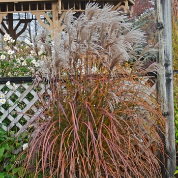 Miscanthus sinensis - Maiden Grass 'Oktoberfest' 