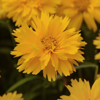 Coreopsis grandiflora - Tickseed 'Double the Sun' Coreopsis grandiflora - Tickseed 'Double the Sun'