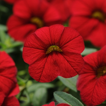 Calibrachoa (Million Bells) - Calibrachoa 'Cabaret Bright Red'
