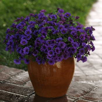 Calibrachoa x hybrida (Million Bells) - Calibrachoa 'Cabaret Deep Blue'