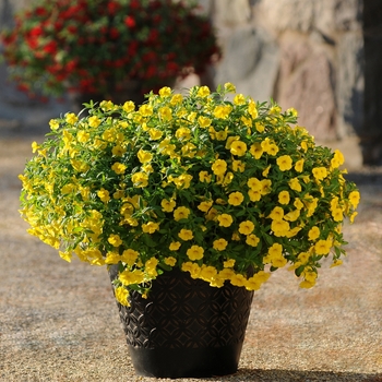 Calibrachoa (Million Bells) - Calibrachoa 'Cabaret Deep Yellow'