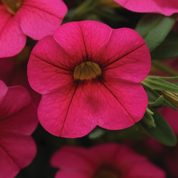Calibrachoa (Million Bells) - Calibrachoa 'Cabaret Hot Pink'