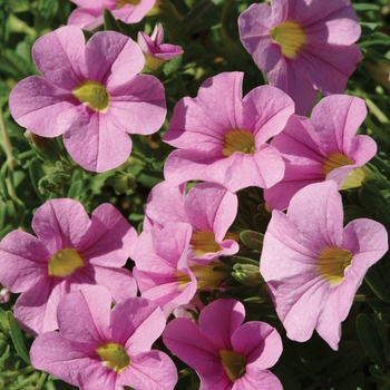 Calibrachoa (Million Bells) - Calibrachoa 'Cabaret Light Pink'