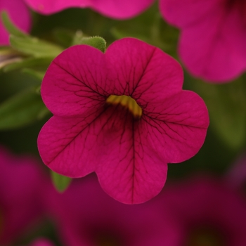 Calibrachoa (Million Bells) - Calibrachoa 'Cabaret Neon Rose'