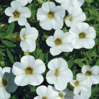 Calibrachoa (Million Bells) - Calibrachoa 'Cabaret Bright White'