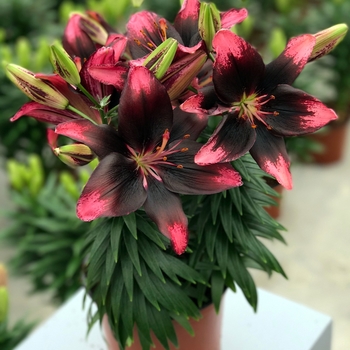 Lilium asiaticum (Asiatic Lily) - Lily 'Lily Looks Series'