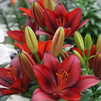 Lilium asiaticum - Lily 'Asiatic Tiny Series'