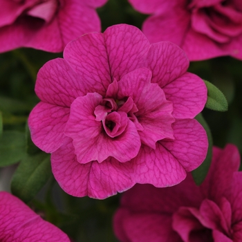 Calibrachoa (Million Bells) - Calibrachoa 'MiniFamous Double Purple'
