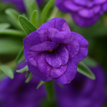 Calibrachoa (Million Bells) - Calibrachoa 'MiniFamous Neo Double Blue'