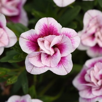 Calibrachoa (Million Bells) - Calibrachoa 'MiniFamous Uno Double Pinktastic'