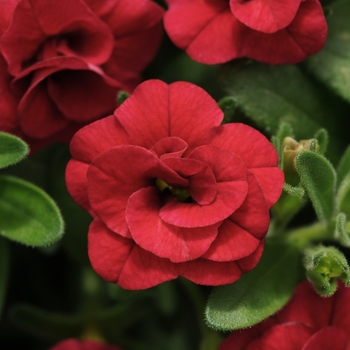 Calibrachoa (Million Bells) - Calibrachoa 'MiniFamous Uno Double Red'