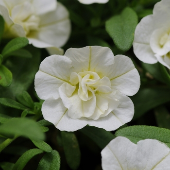 Calibrachoa (Million Bells) - Calibrachoa 'MiniFamous Uno Double White'