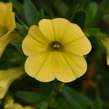 Calibrachoa (Million Bells) - Calibrachoa 'MiniFamous Uno Yellow'