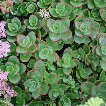 Sedum - Stonecrop 'Sunsparkler Lime Zinger'