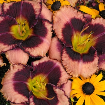 Hemerocallis - Daylily 'Daring Deception' 