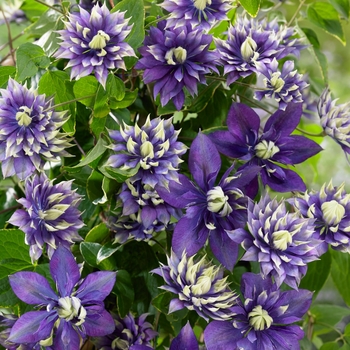 Clematis - Clematis 'Taiga'
