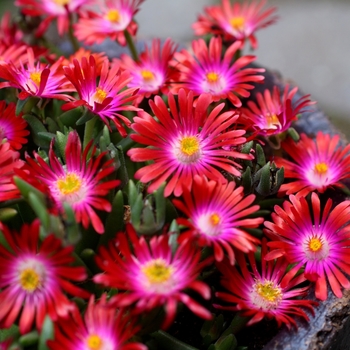 Delosperma - Ice Plant 'Jewel of the Desert Series'