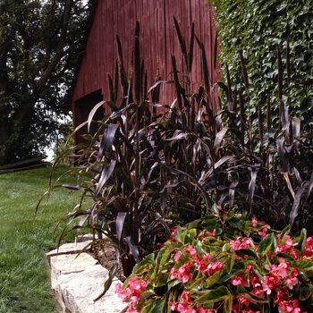 Pennisetum glaucum - Millet 'Purple Majesty'