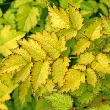 Astilbe x arendsii - Astilbe 'Color Flash Lime'
