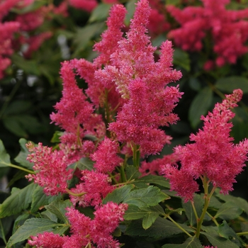 Astilbe (False Spirea) - Astilbe 'Short n' Sweet Berry Series'