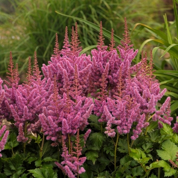 Astilbe chinensis - Astilbe 'Visions Series'