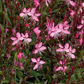 Gaura lindheimeri (Wand Flower) - Gaura 'Cynthia'