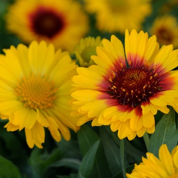 Gaillardia x grandiflora 'Mesa Bright Bicolor' - Blanket flower