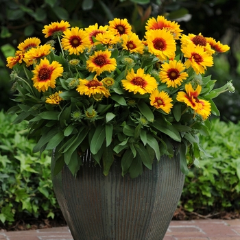 Gaillardia x grandiflora (Blanket Flower) - Gaillardia 'Mesa Bright Bicolor'