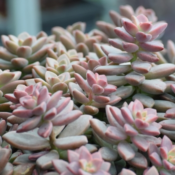 Graptosedum - Graptosedum 'Vera Higgins'