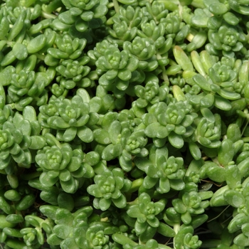 Sedum album - Sedum 'Athoum'