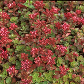 Sedum spurium - Stonecrop 'Fuldaglut'