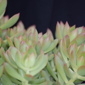 Sedum adolphii 'Golden Glow' - Sedum 'Golden Glow Stonecrop'