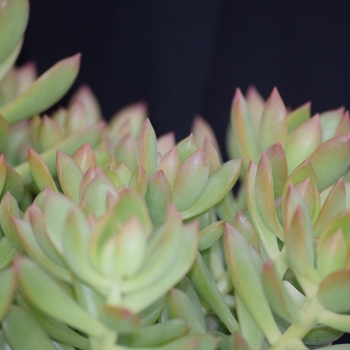 Sedum adolphii 'Golden Glow' - Stonecrop