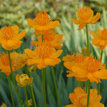 Trollius chinensis - Globe Flower