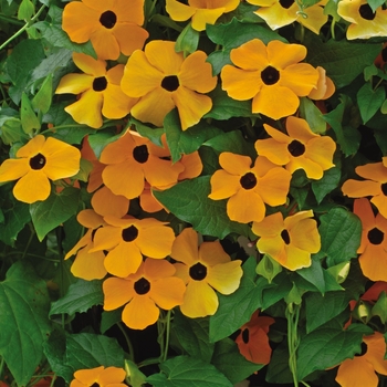 Thunbergia alata (Black-eyed Susan Vine) - Thunbergia 'Orange Beauty'