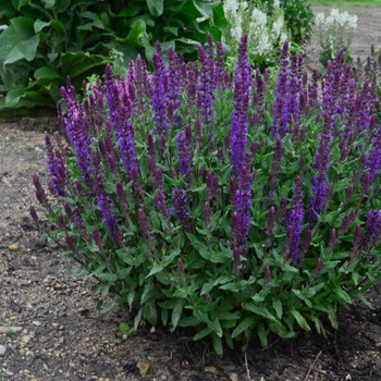 Salvia nemorosa - Salvia 'New Dimension Blue'