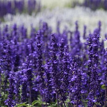 Salvia splendens - Salvia 'Victoria Blue'