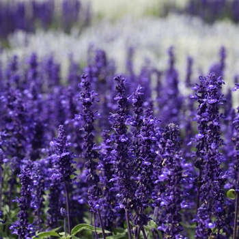 Salvia - Perennial Sage