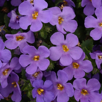 Sutera cordata - Bacopa 'MegaCopa Blue'