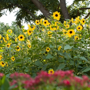 Helianthus annuus 'Sunfinity Dark Yellow' - Sunflower