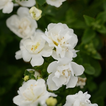 Sutera cordata - Bacopa 'Scopia Double Snowball'