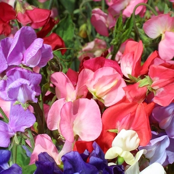 Lathyrus odoratus 'Mammoth Mix' - Sweet Pea
