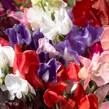 Lathyrus odoratus - Sweet Pea 'Mix'