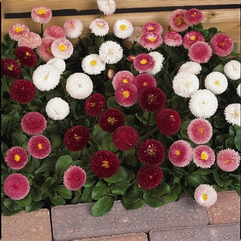 Bellis perennis 'English Daisy' - Bellis Daisy