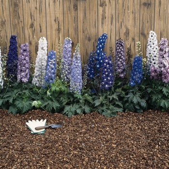 Delphinium - Delphinium 'Magic Fountain Mix'