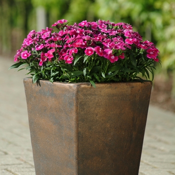 Dianthus hybrid - Pinks