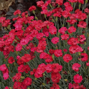 Dianthus (Cheddar Pinks) - Dianthus 'Frosty Fire'